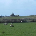Castle ruins and sheep!